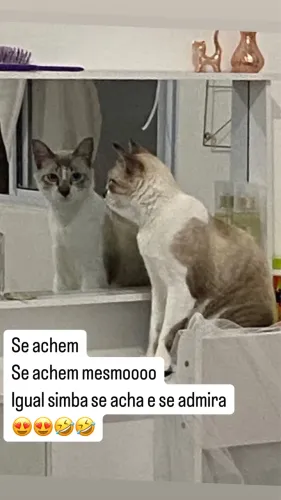 Gato para adoção