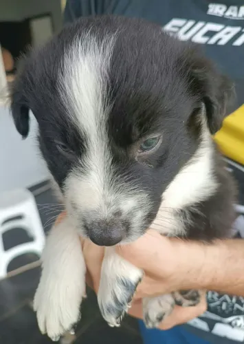 Filhotes border collie 