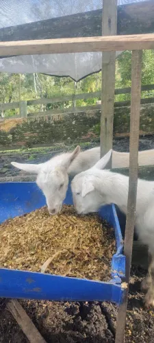 Trisal de caprinos