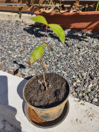 Muda de Alamanda Roxa