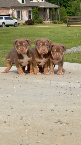 American Bully - Um Pet Que Une Confiança E Carinho
