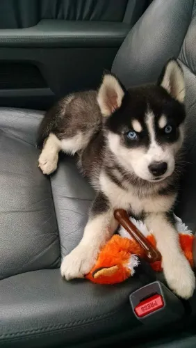 Husky siberiano O goleador dos corações está pronto para entrar em campo