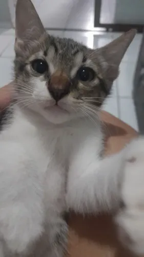 Gato macho para adoção