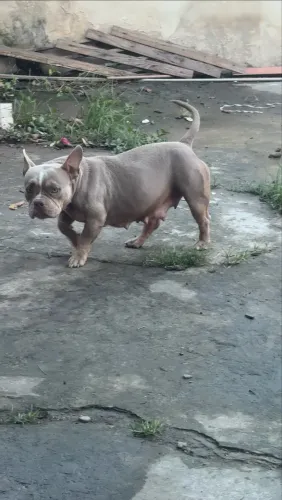 American bully micro
