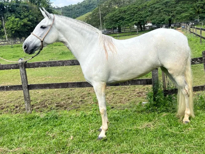 Égua mangalarga machador