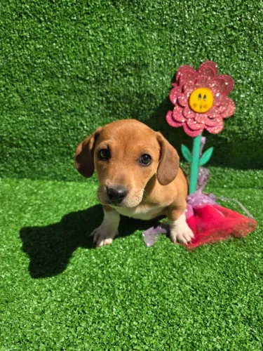 basset, pequeno no corpo e gigante na atitude