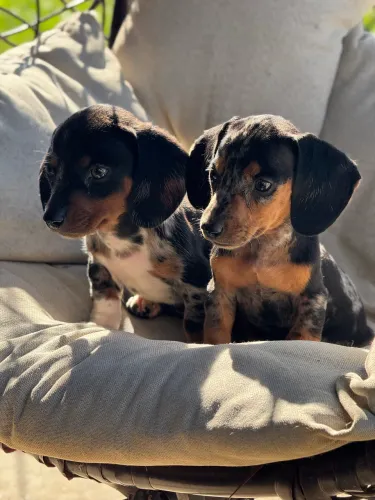 Dachshund arlequim - macho e fêmea 