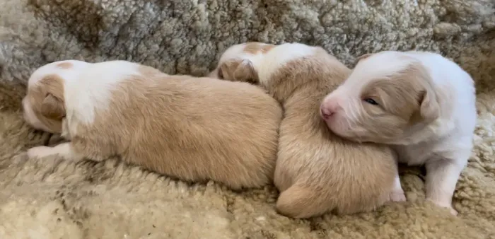 Border Collie Pedigree CBKC