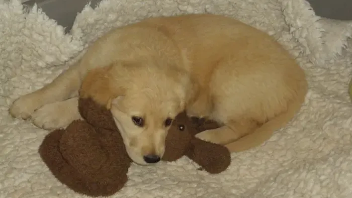 Filhotes de Golden retriever para adoção