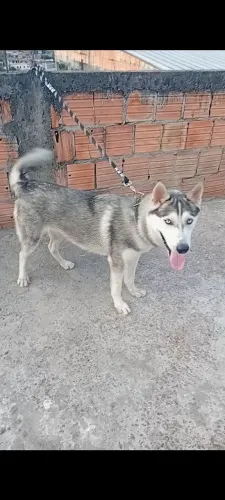 Llndo huscky siberiano macho 8 meses original olhos azuis.