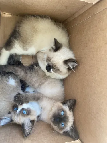 Gato siamês