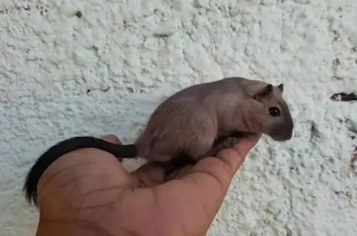 Terrario Gerbil Esquilo da magnólia doação 