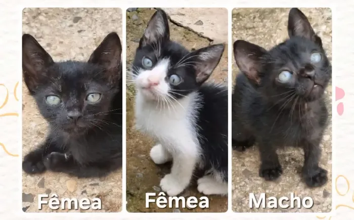 Doação de gatinhos