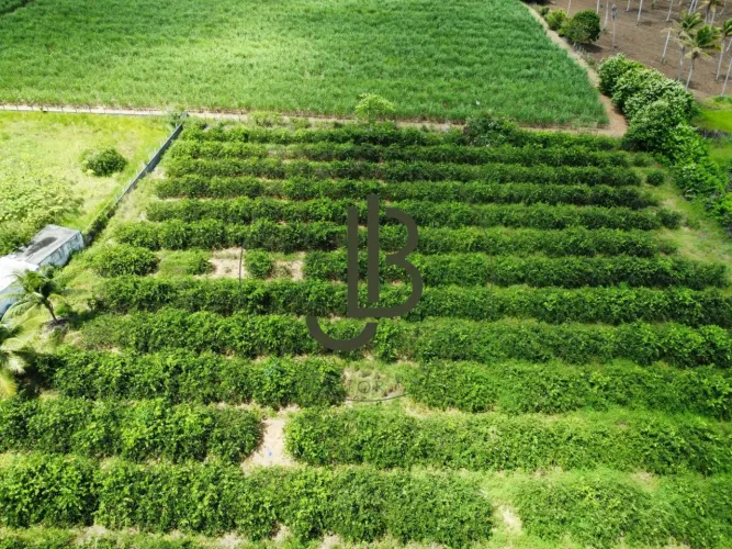 Excelente chácara medindo 4 hectares em plena produtividade - Alhandra - PB