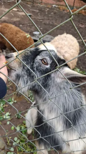 Mini cabrito