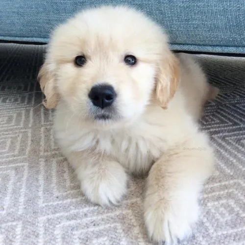 Golden Retriever adorável