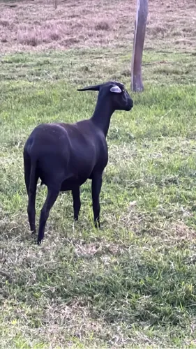 Ovelhas Mestiças