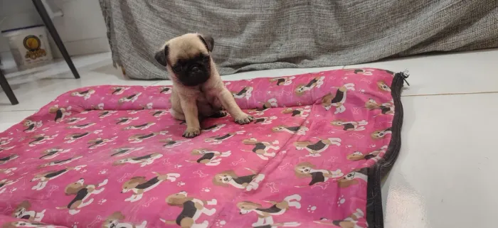 Filhotes de Pug