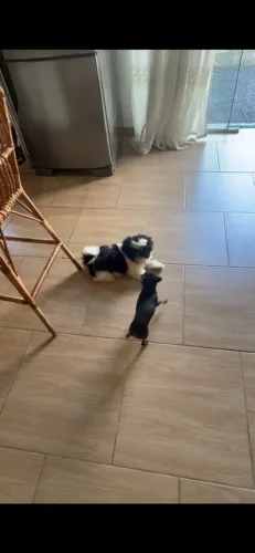 Shih tzu