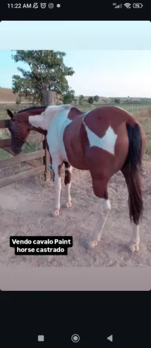 Cavalo Paint horse 