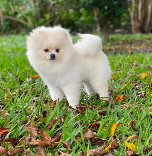 Lulu da Pomerania Disponível para Cobertura