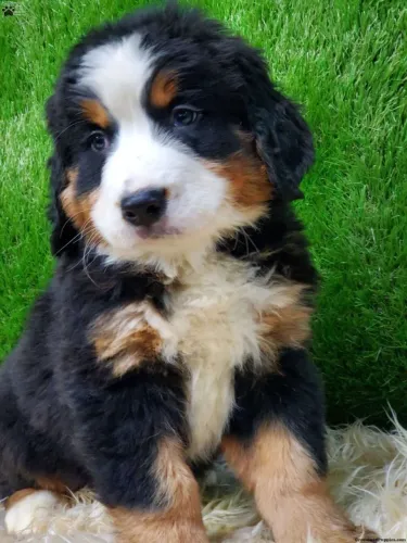 Cachorro filhote bernese super dócil de linhagem selecionada