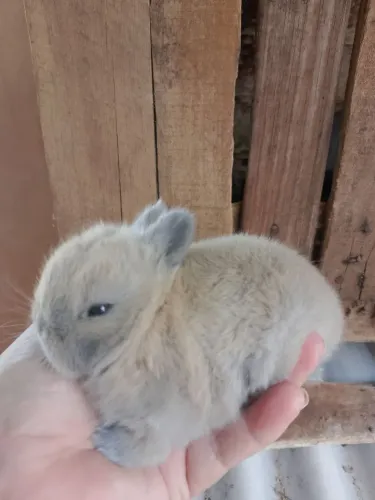 Mini coelho