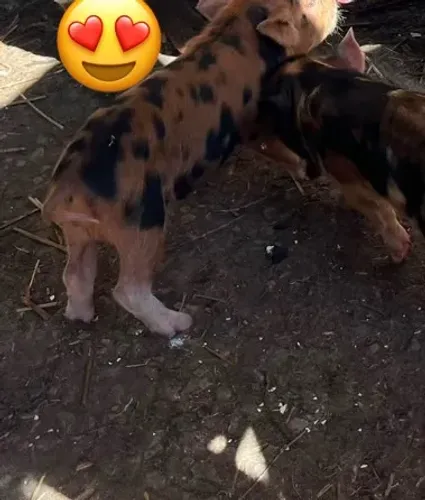 VENDE SE FILHOTES DE MINI PIGS
