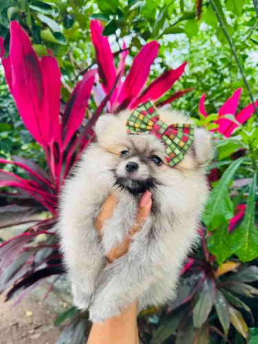 Lulu da Pomerania Fêmea anão
