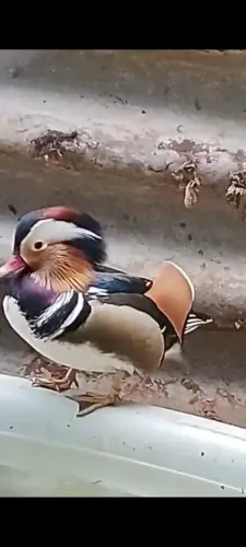 Casal de pato mandarim 