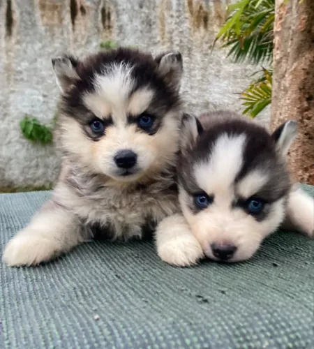 Filhote de Husky Siberiano - Dócil, Inteligente e Muito Bonito