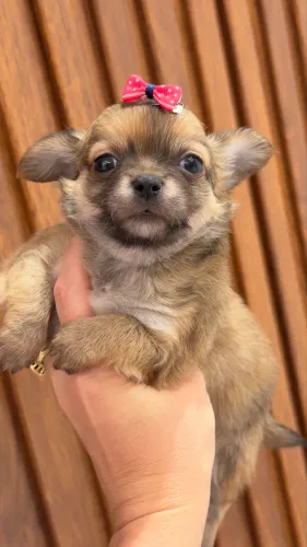 Filhote chihuahua Seable