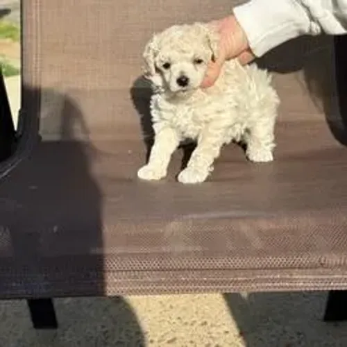 Poodle,Poodle Filhote Top Padrão da Raça