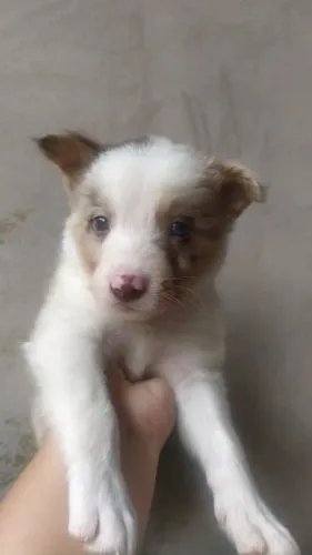 Lindo Merle Branco e Marrom - Border Collie Macho Disponivel - 10x no cartão