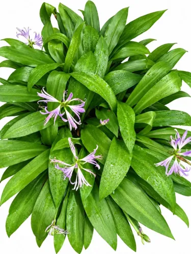 AMARILIS OU AGAPANTO DA FLOR LILÁS .OBS; VENDA POR UNIDADE EX: UMA MUDA ,DUAS MUDAS....