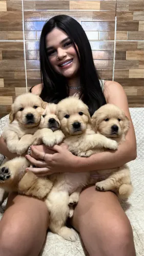 FILHOTES GOLDEN RETRIVER