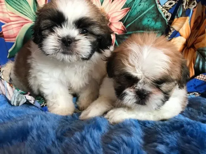 Shih tzu mini muito charmoso