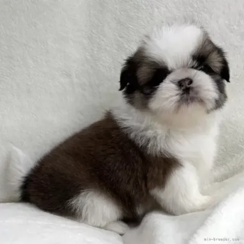 Filhote de cachorro shih tzu/shitzu brincalhão ideal para companhia dócil