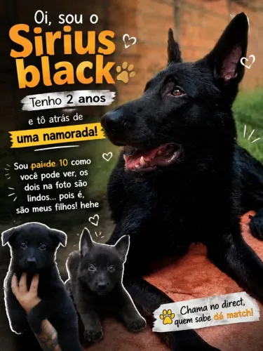 PASTOR ALEMÃO ATRÁS DE UMA NAMORADINHA