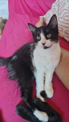 Doação de gatinha