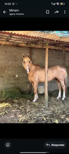 Cavalo