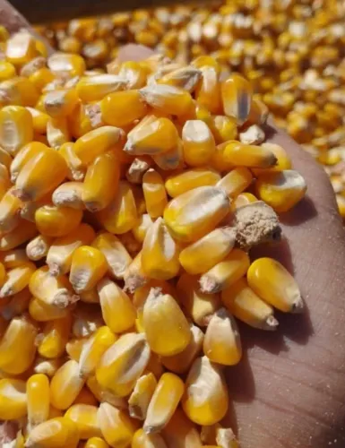 Milho e Rações Direto do Pordutor,Fazemos entrega em todo Brasil