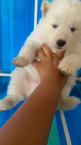 Husky siberiano wolly