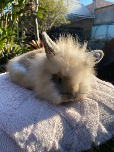 Coelha Mini lion fêmea