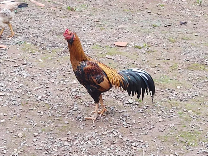 Galos 
