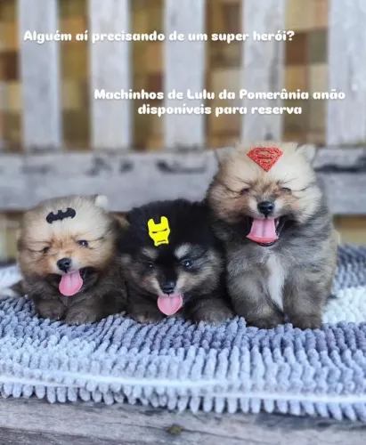 Lulu da Pomerânia anão, CBKC, bem pequenos 