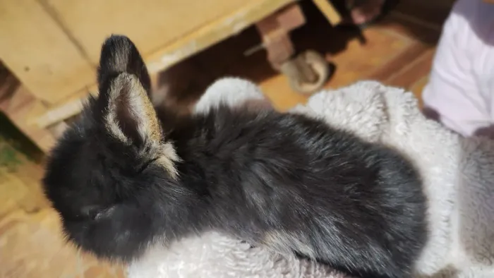 Vende se mini coelhos
