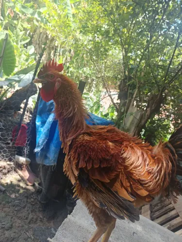 Frango Frizado 6 meses