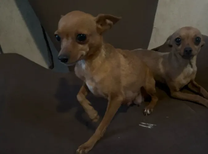 Pinscher