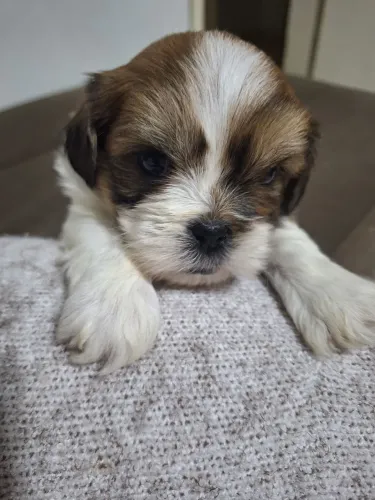Cachorrinho lihsa